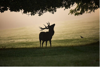 Les meilleures jumelles thermiques pour la chasse au grand gibier