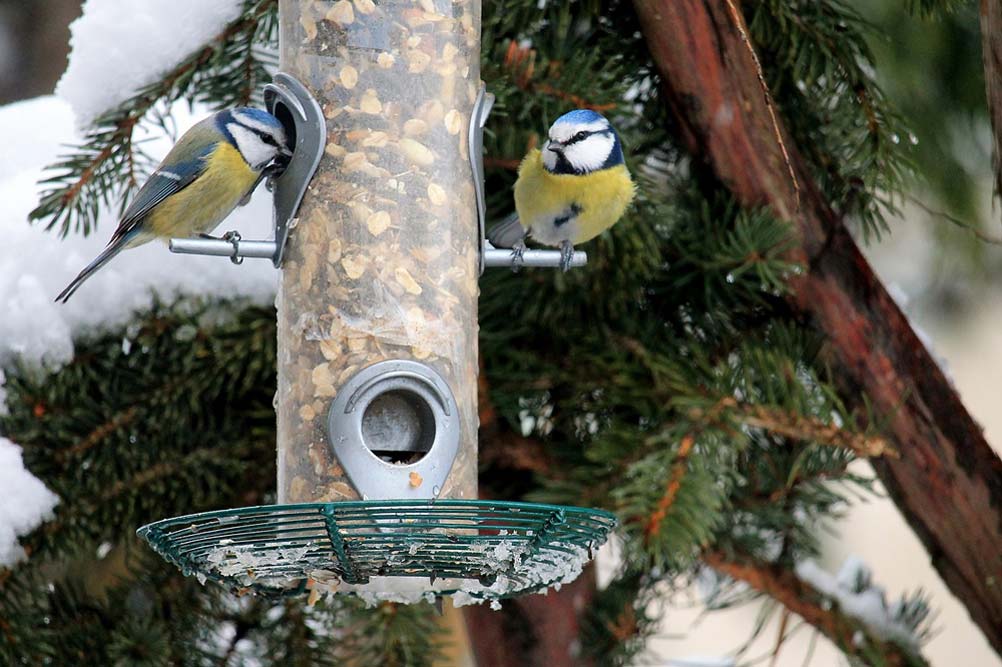 Top des jumelles pour observer les oiseaux en hiver