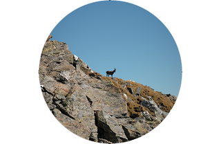 Jumelles Steiner eRanger LRF 10x42 télémètre intégré