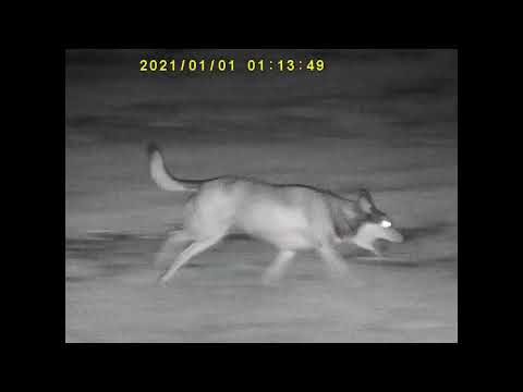 Monocular Bushnell cu vedere pe timp de noapte Equinox X650 5X32 MM 