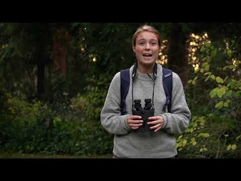 Binoclu stabilizat Kite APC 16×42 